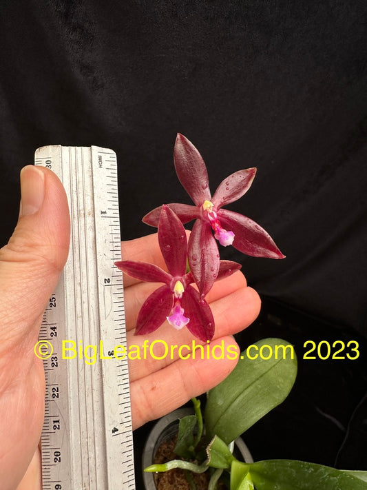 Phalaenopsis Pylo's Ruby Stars