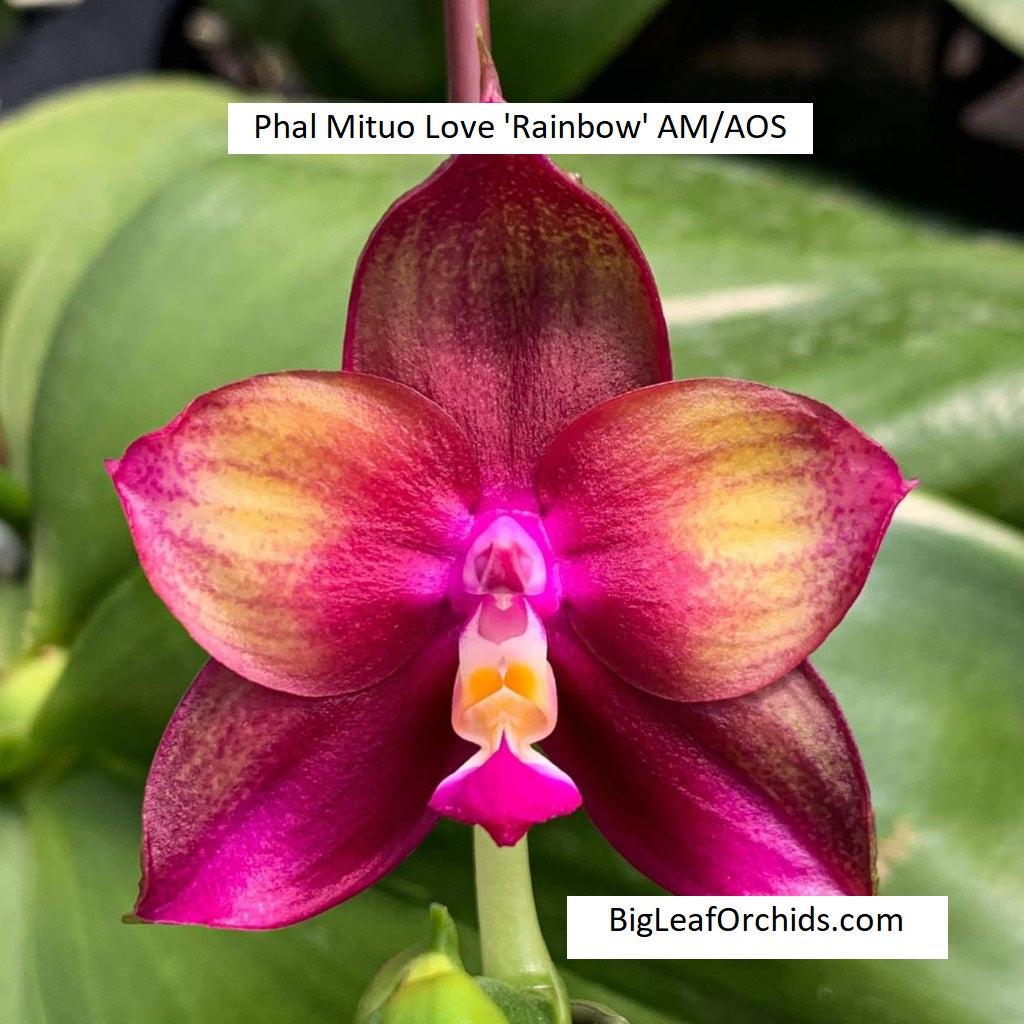 Phalaenopsis Mituo Love 'Rainbow' AM/AOS