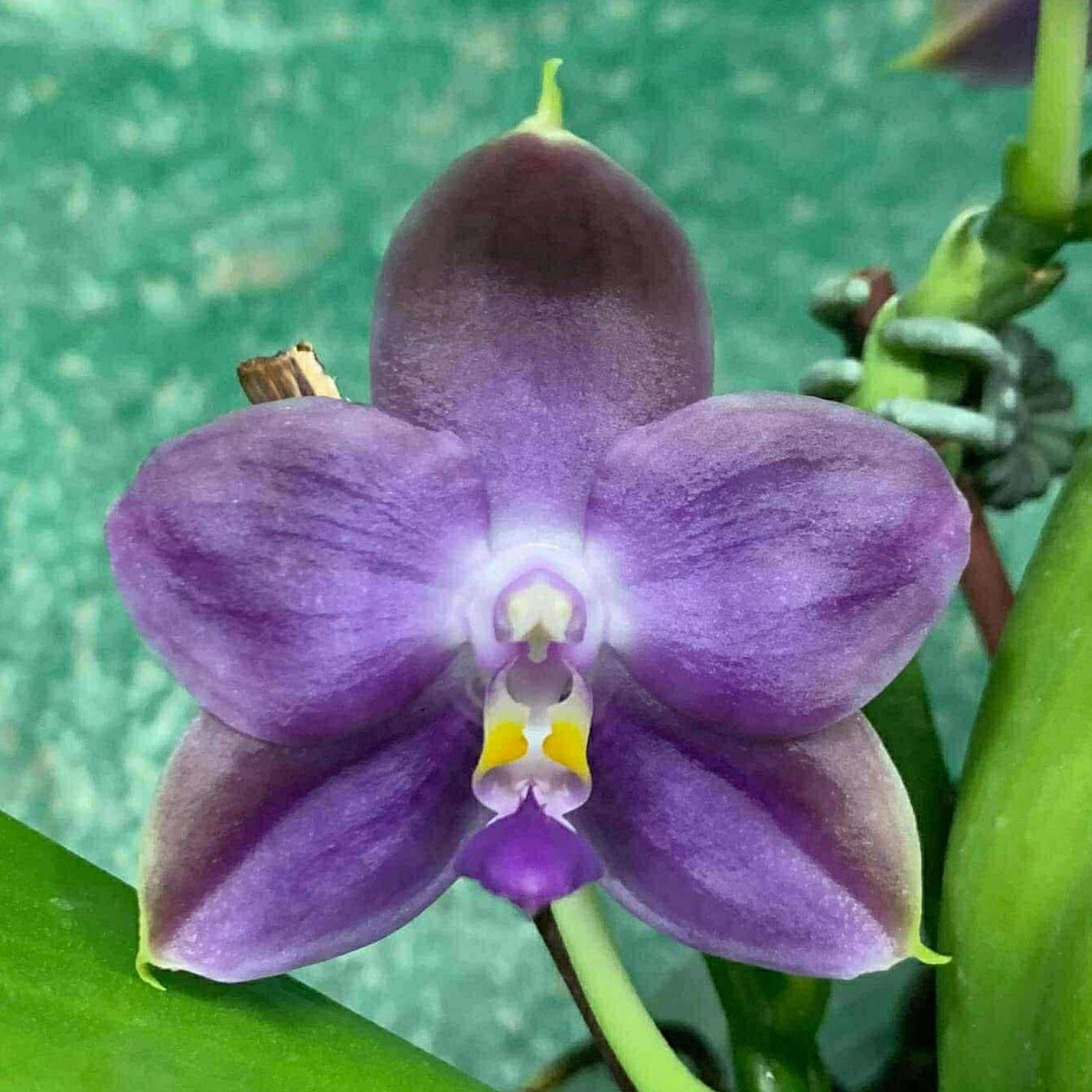 New Addition for March 23, 2026 – Big Leaf Orchids