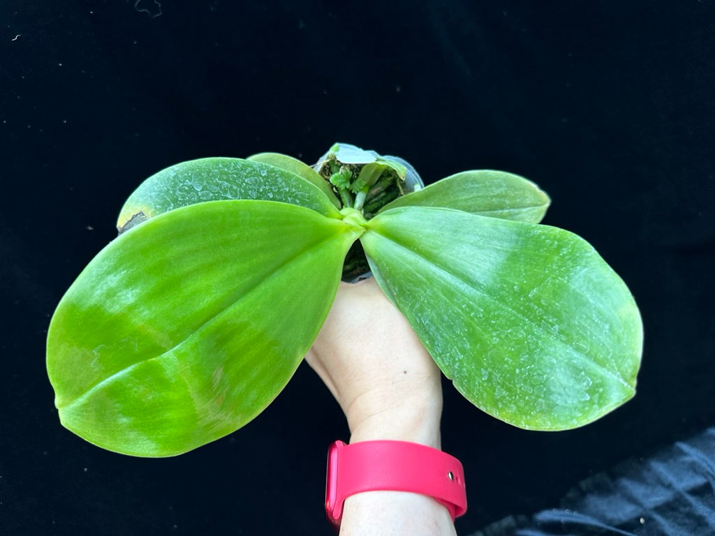 Phalaenopsis Joy Spring Canary 'Japan Peach'
