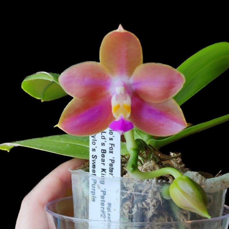 Phalaenopsis Pylo's Fox 'Peter'