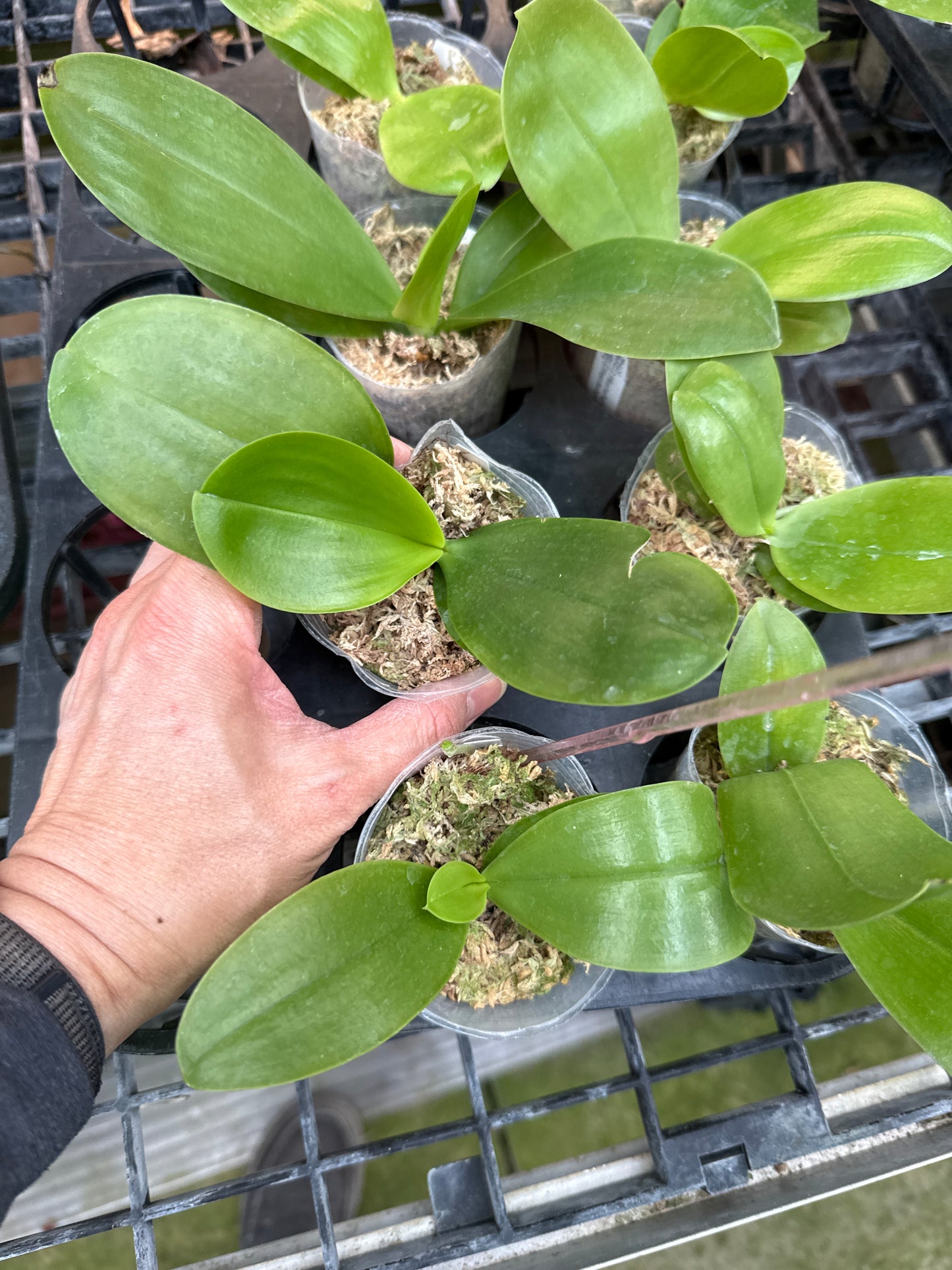 Phalaenopsis Mituo Blue Frog x Freya's Blue Origin