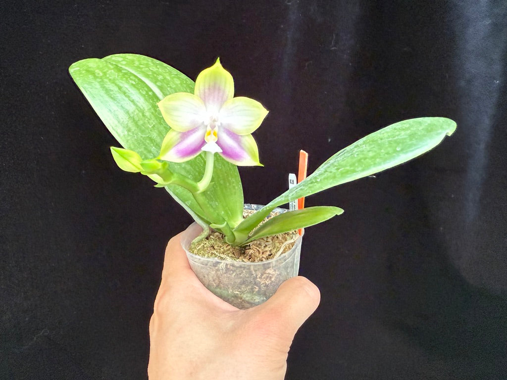 Phalaenopsis Mituo Reflex Dragon 'Lilac' 250509 Flowering