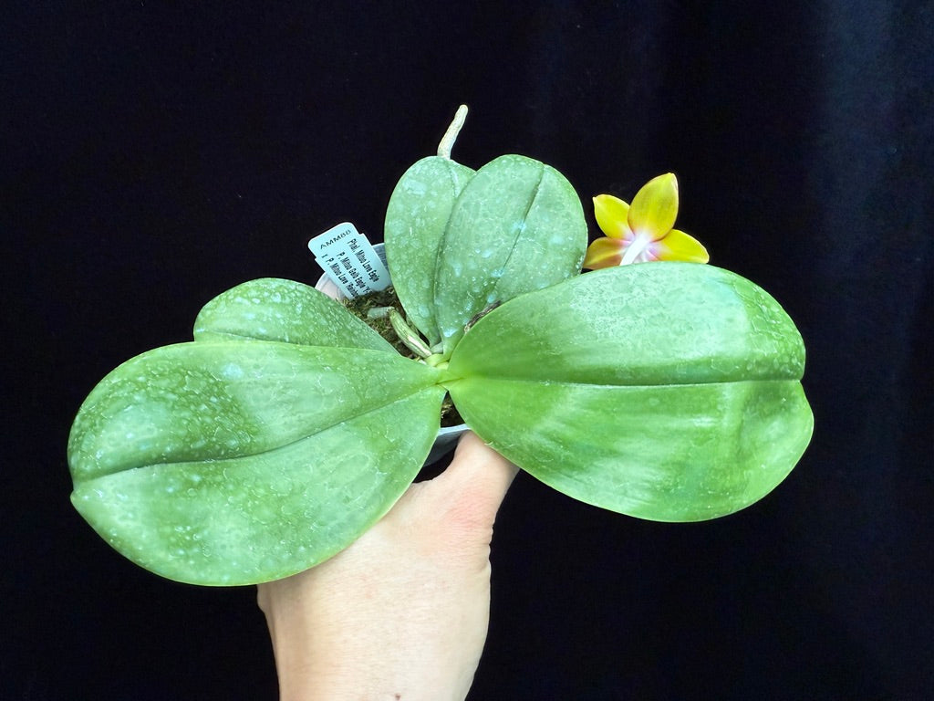 Phalaenopsis Mituo Love Eagle 250509 Flowering