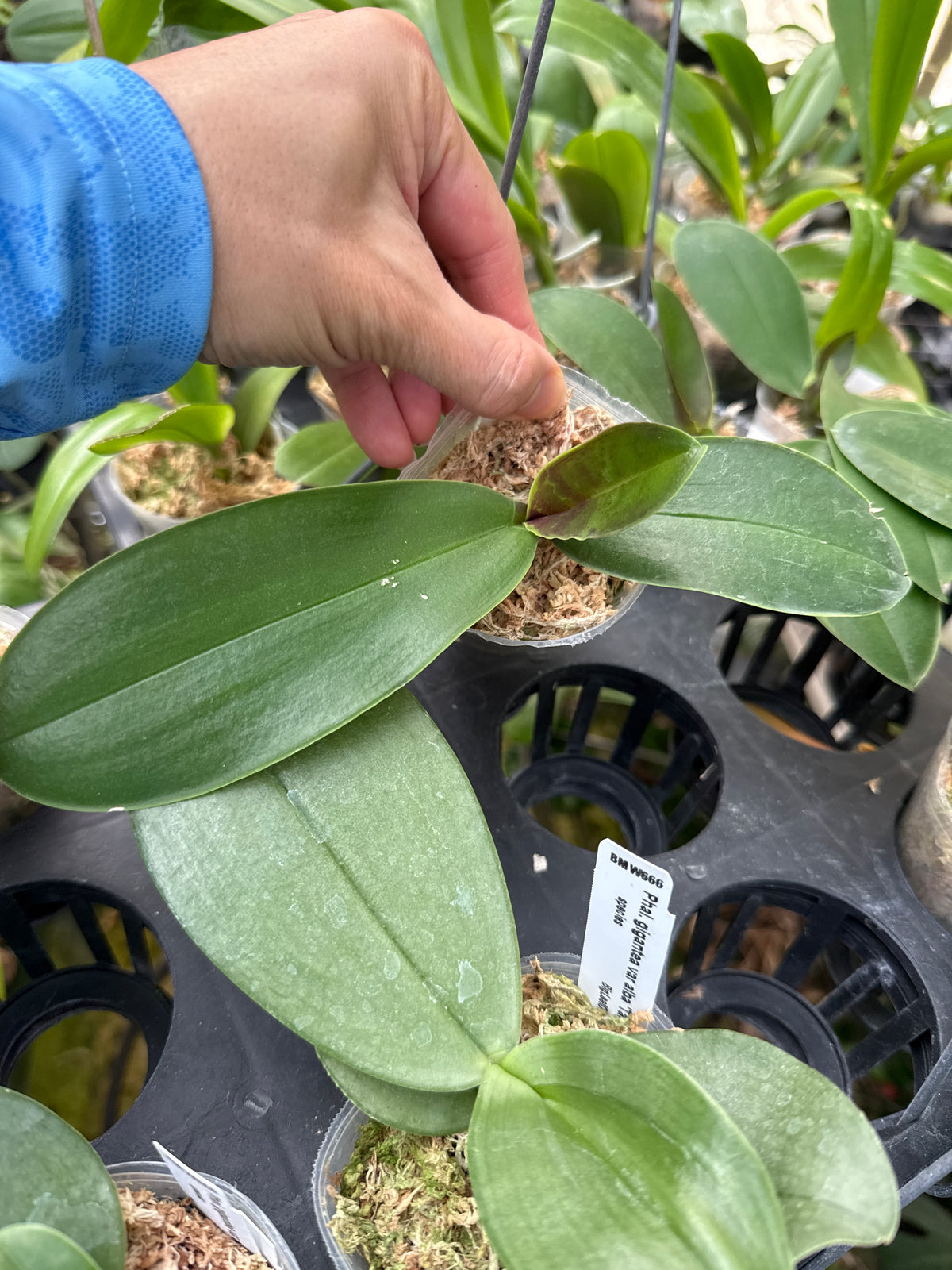 WP2629 Phalaenopsis stuartiana nobilis 'Wilson #416'