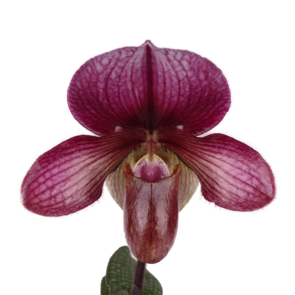 Paphiopedilum Whyte Thorne Savoir (rungsuriyanum x charlesworthii)