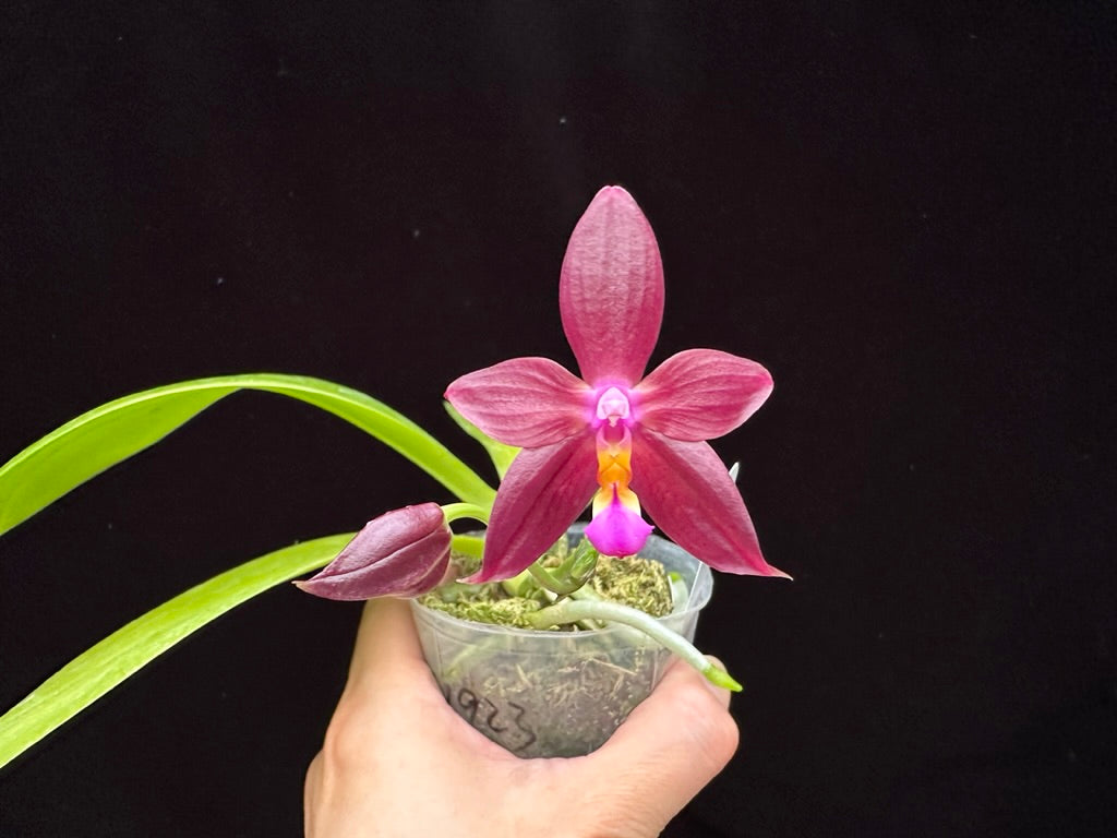 Phalaenopsis Yin's Meticulous Redpearl 230614