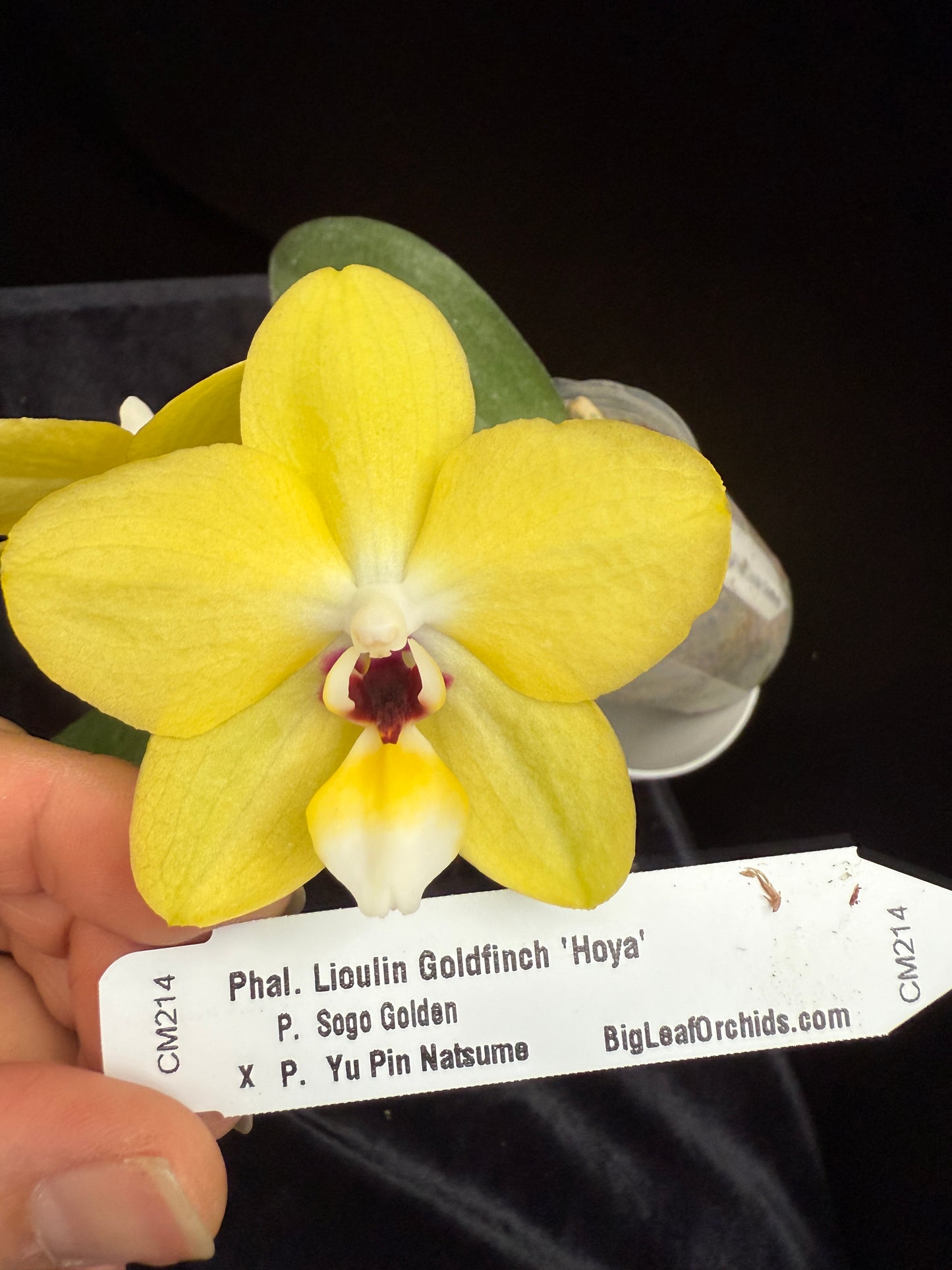 Phalaenopsis Lioulin Goldfinch 'Hoya'