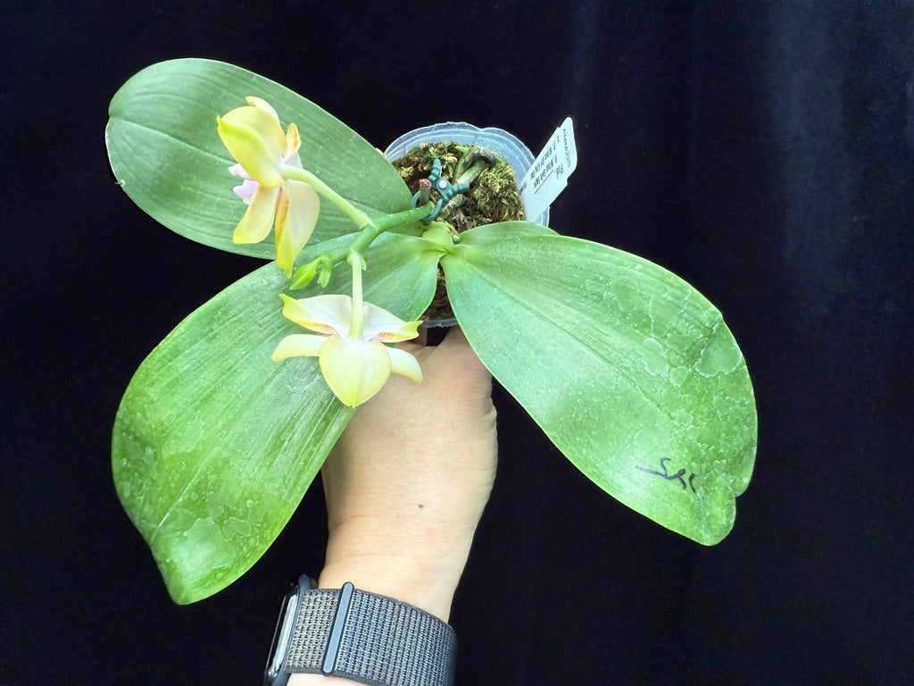 Phalaenopsis Mituo Gelb Eagle x Mituo GH King Star 250508 Flowering Seed Grown