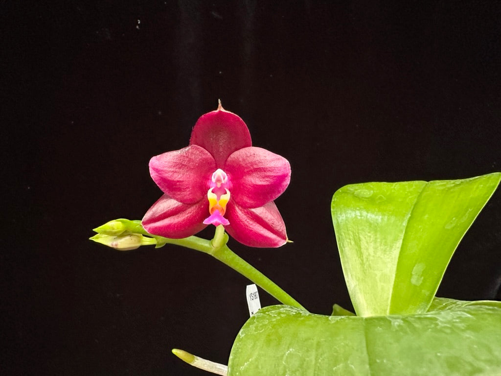 Phalaenopsis Yin's Passionate Girl 230817 Flowering