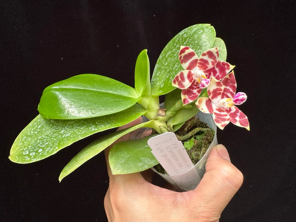 Phalaenopsis Gemstone's Double Ambo 230806