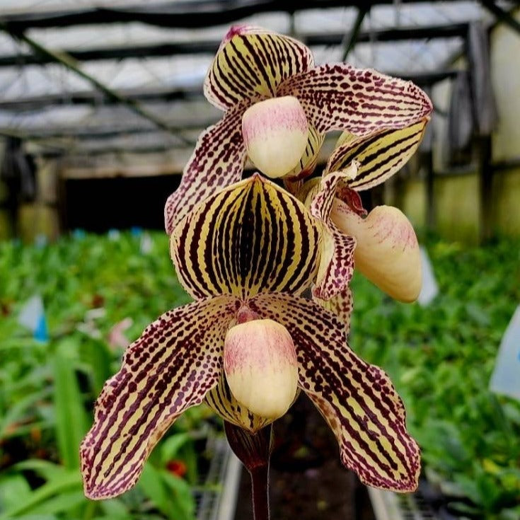 Paphiopedilum Nathaniel's Florence Gracia (rothchildianum X leucochilum)