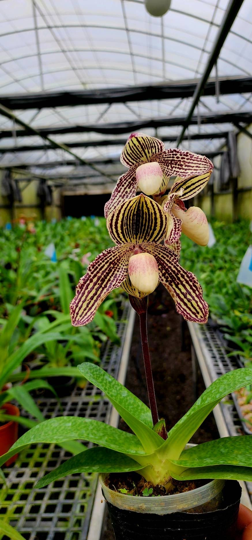 Paphiopedilum Nathaniel's Florence Gracia (rothchildianum X leucochilum)
