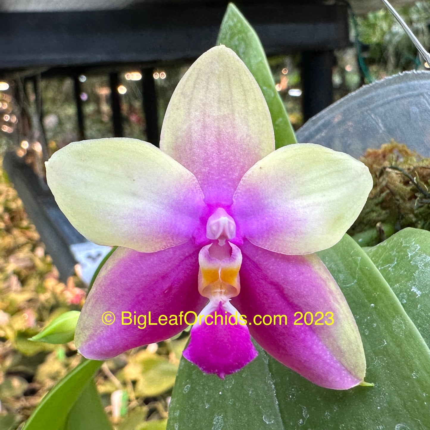 Phalaenopsis Meir's Sunset Bellina - Seedlings