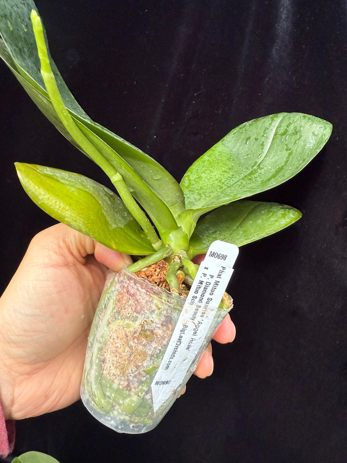 Phalaenopsis Mituo Sunrise 'Angel Rose'