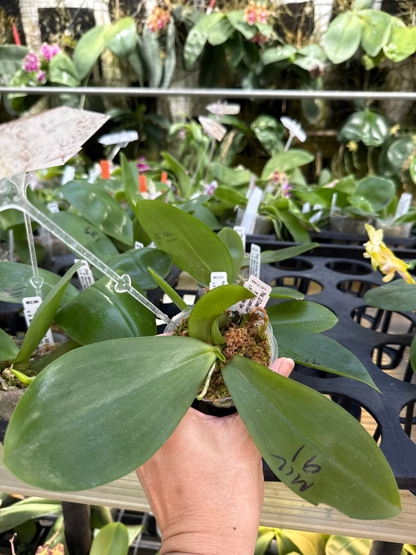 Phalaenopsis LD Green Tiger 'Amber