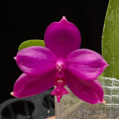 Phalaenopsis Yaphon Super Jaquar 'Yaphon' 240507 Flowering