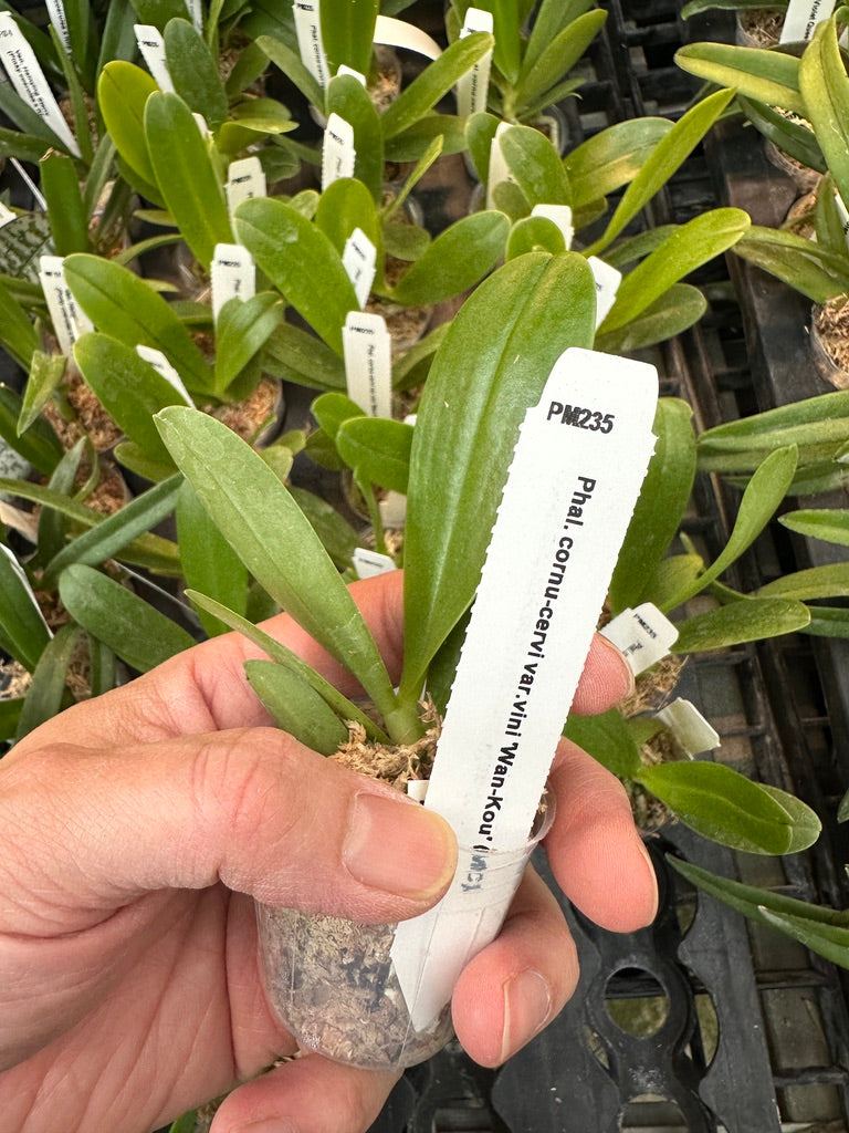 Phalaenopsis cornu-cervi 'Wan Kou'