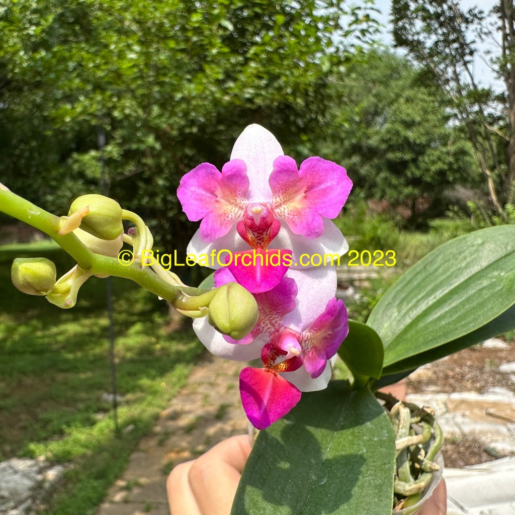 Phalaenopsis Liu's Berry 'Trinity' (Peloric) 230908 Flowering