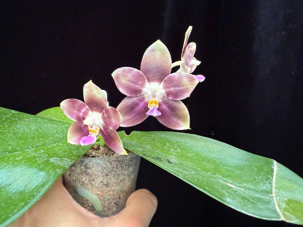 Phalaenopsis LD Green Tiger x Mituo Speciosa Dragon 250508 Flowering seed grown