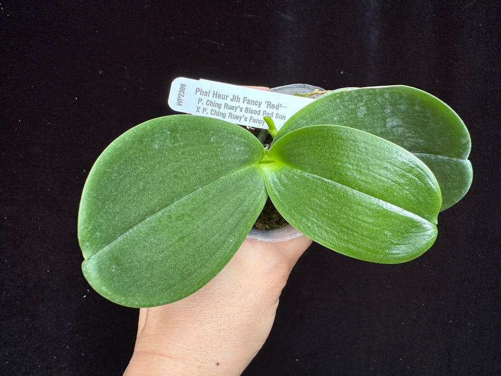 Phalaenopsis Haur Jih Fancy 'Red' Spiking