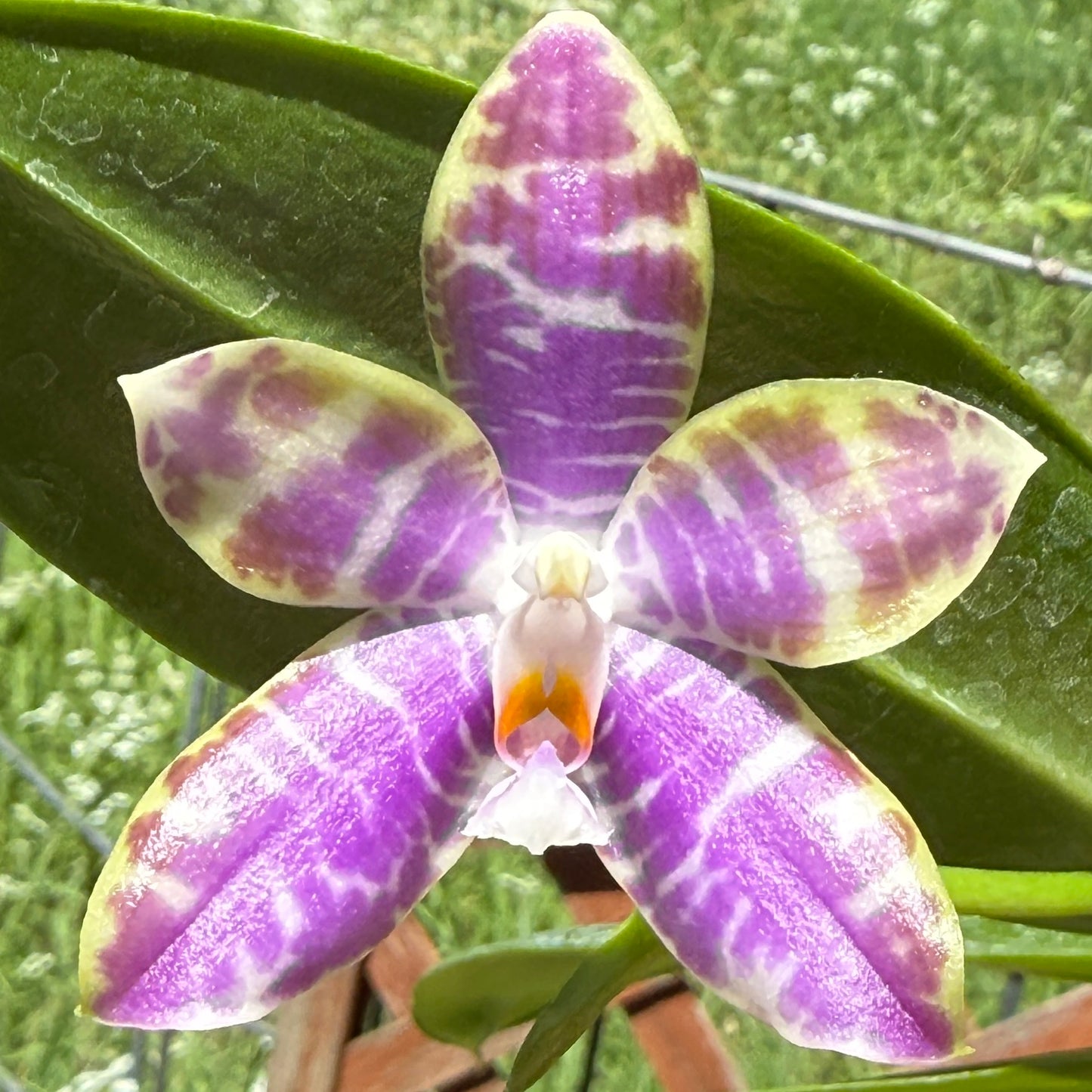 Phalaenopsis (Mel's Lovely Giant x Mituo Golden Tiger) x Mituo Speciosa Dragon - seed grown