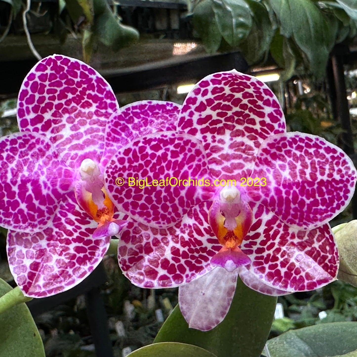 Phalaenopsis LD Gigan Sun 'Peter #2'