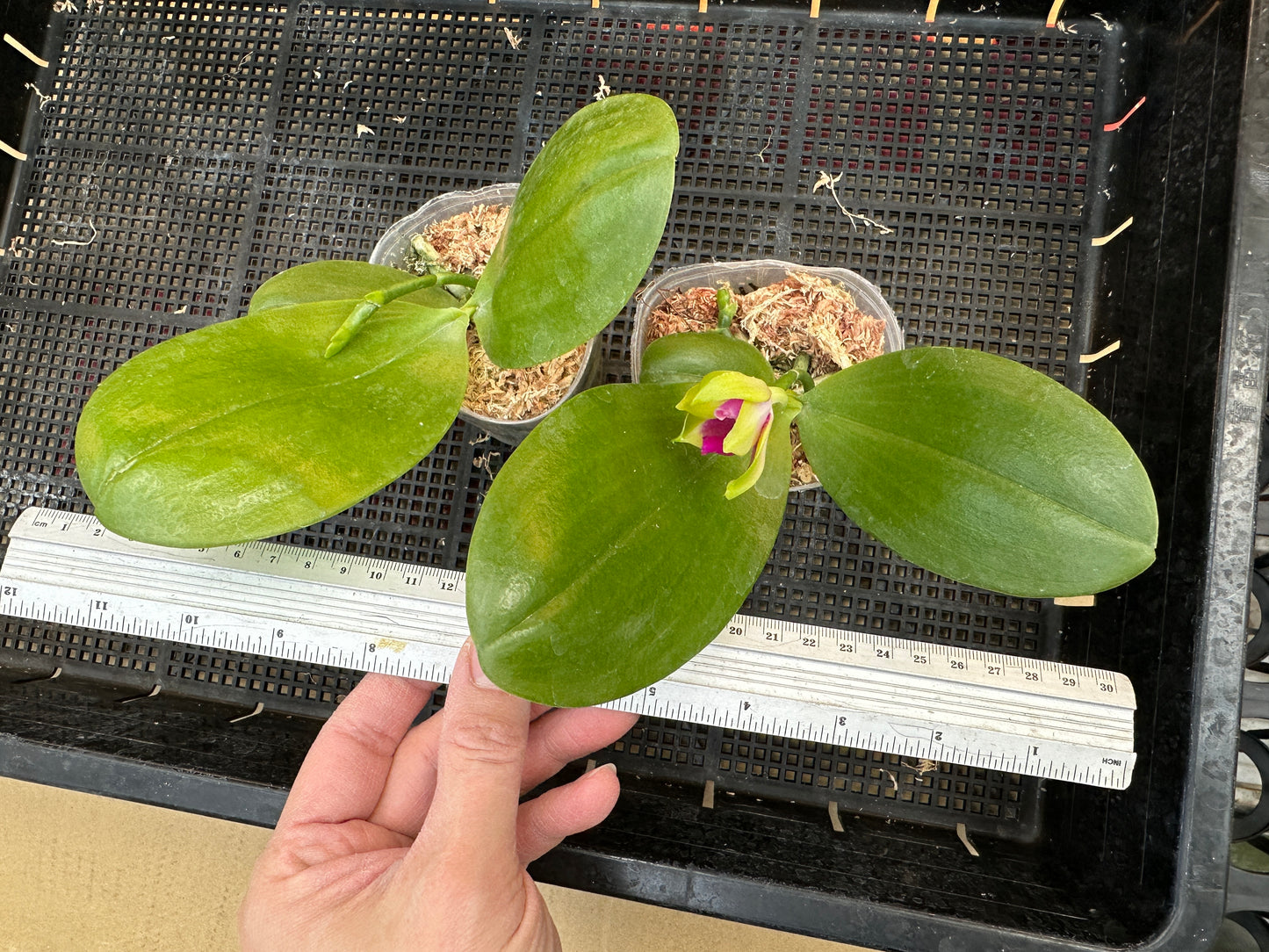 Phalaenopsis Yin's Black Eagle 'Nobby-B' AM/AOS