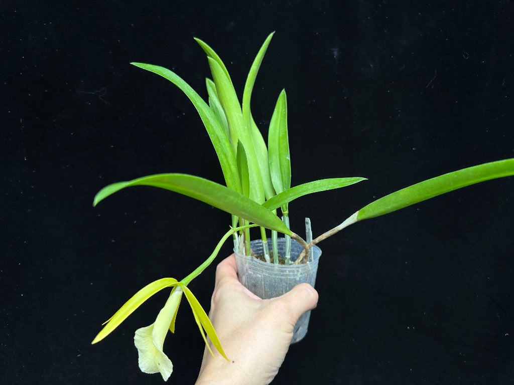 Procatavola (Pcv.) Key Lime Stars 'Wilson #1' 231120 Flowering