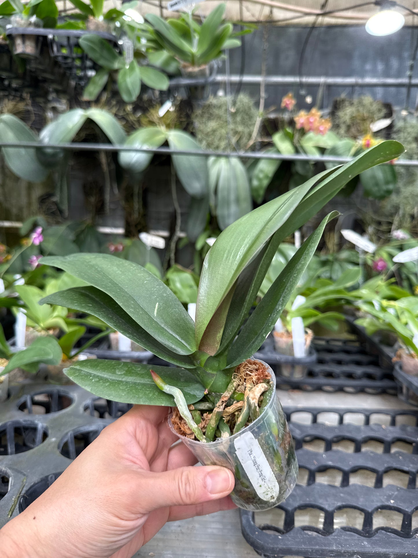 Phalaenopsis Yitong Ping Pong Girl