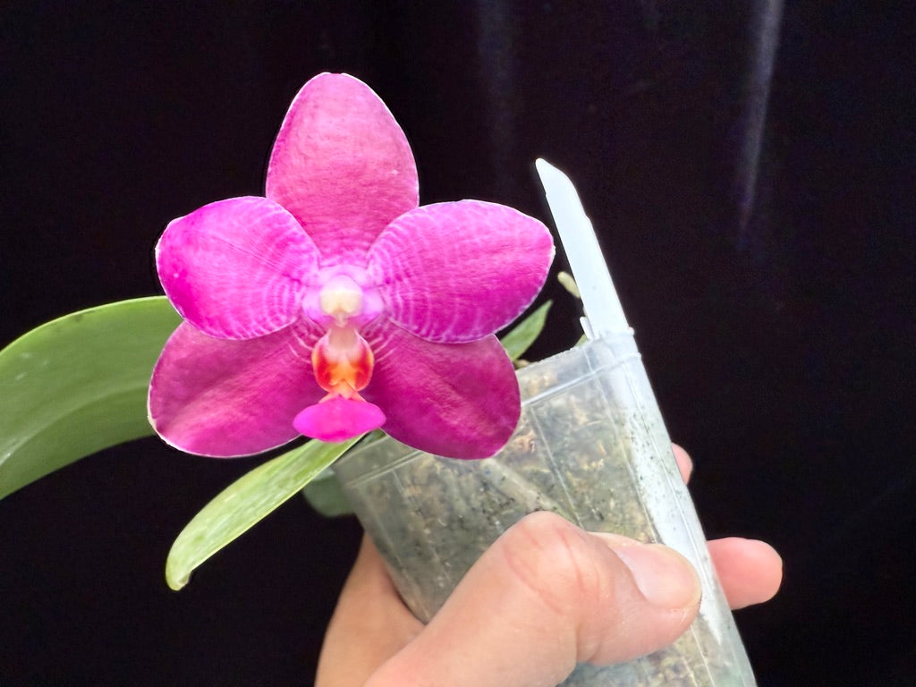Phalaenopsis Teoh Tee Teong (Mok Choi Yew x violacea) 250509 Flowering