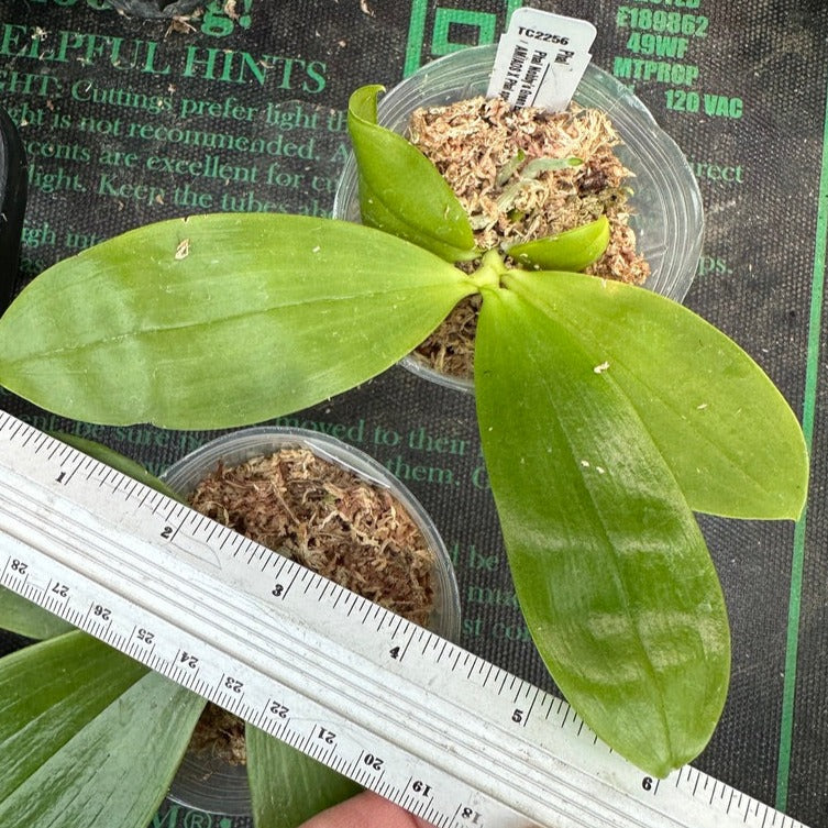 Phalaenopsis WS Watermark NBS Seed Grown