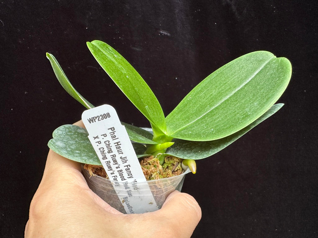 Phalaenopsis Haur Jih Fancy 'Red' Spiking