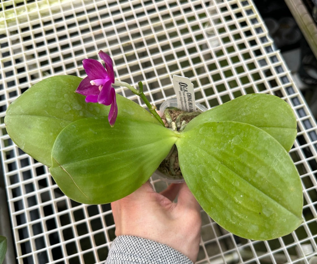 Phalaenopsis Mainshow Redbull 'LR001' Spiking