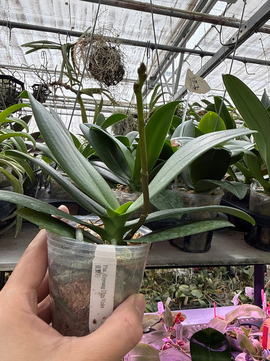 MK2515 Phalaenopsis Reyoung Ultra Violet (clone)