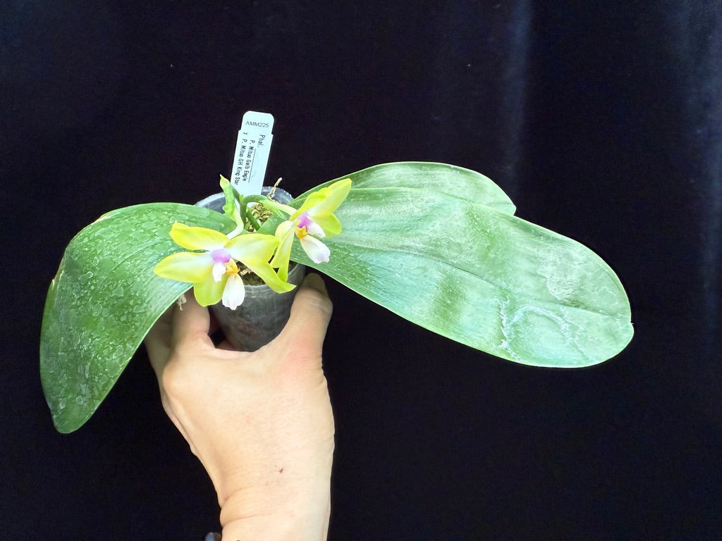 Phalaenopsis Mituo Gelb Eagle x Mituo GH King Star 250509 Flowering