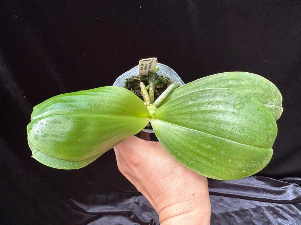Phalaenopsis Hannover Passion 'Wilson' 230629 Spiking