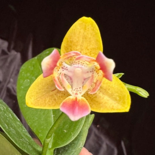 Phalaenopsis Lioulin L Star 'LM299' 240418 Flowering