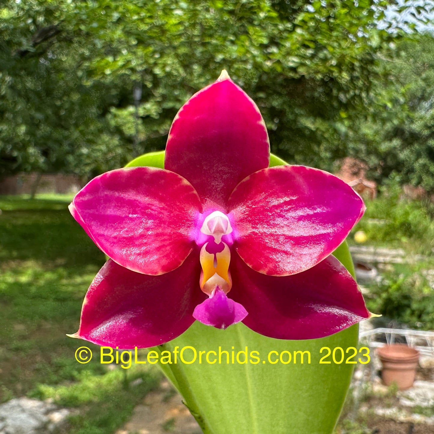 Phalaenopsis Yin's Yew - Seedling