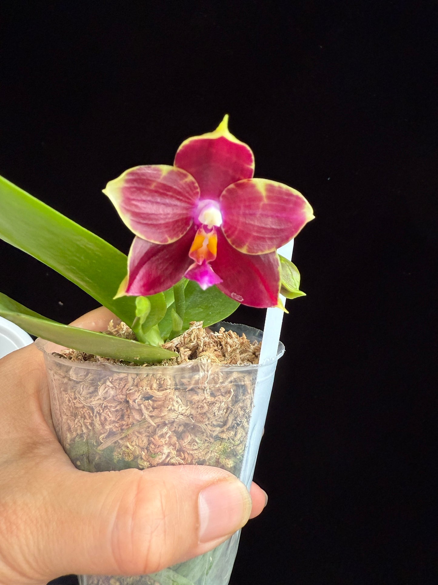 Phalaenopsis (Mituo Purple Dragon x Mituo Red Tiger) 250517 Flowering