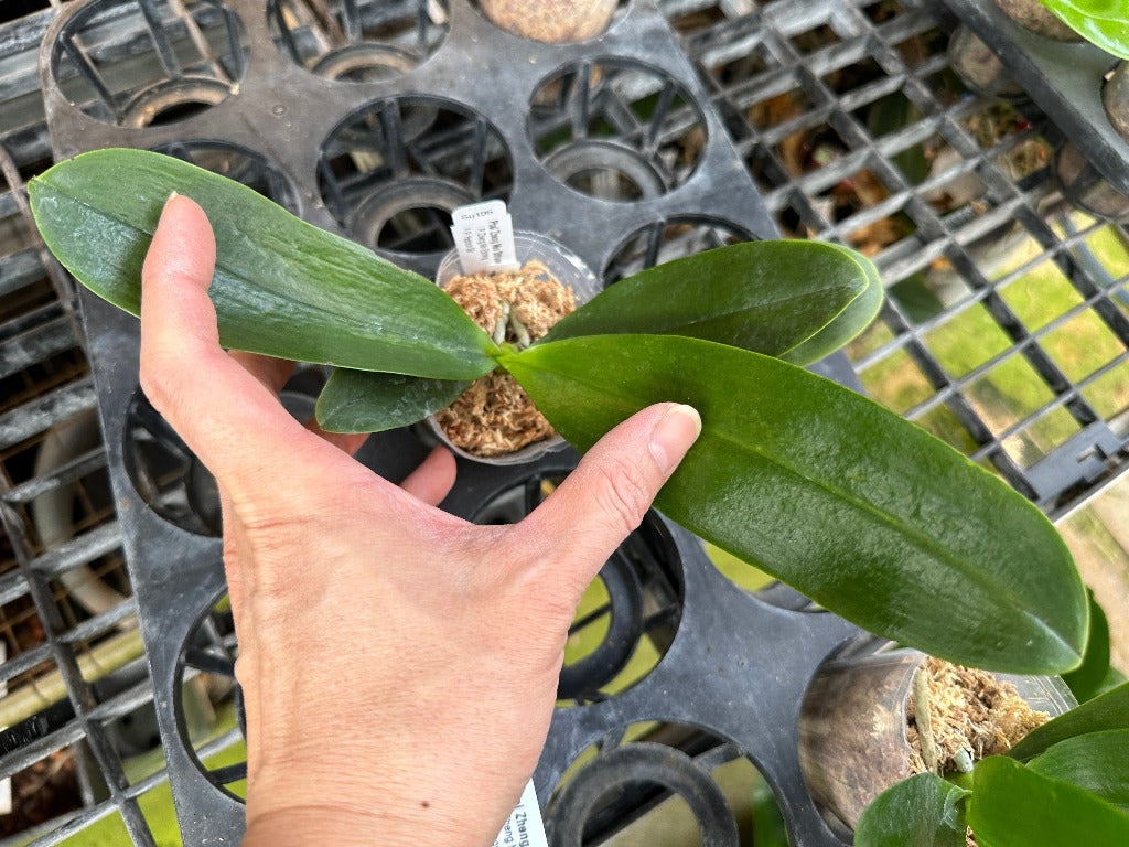 Phalaenopsis Zheng Min Diffuse 'Peter #20'