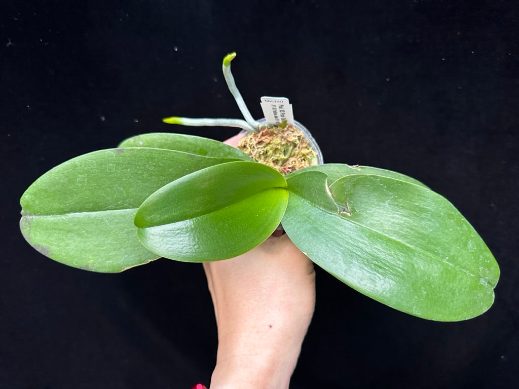 Phalaenopsis KS Pride 'Golden Diamond'