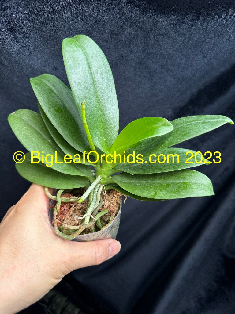 Phalaenopsis Shih Fang Savory Orange