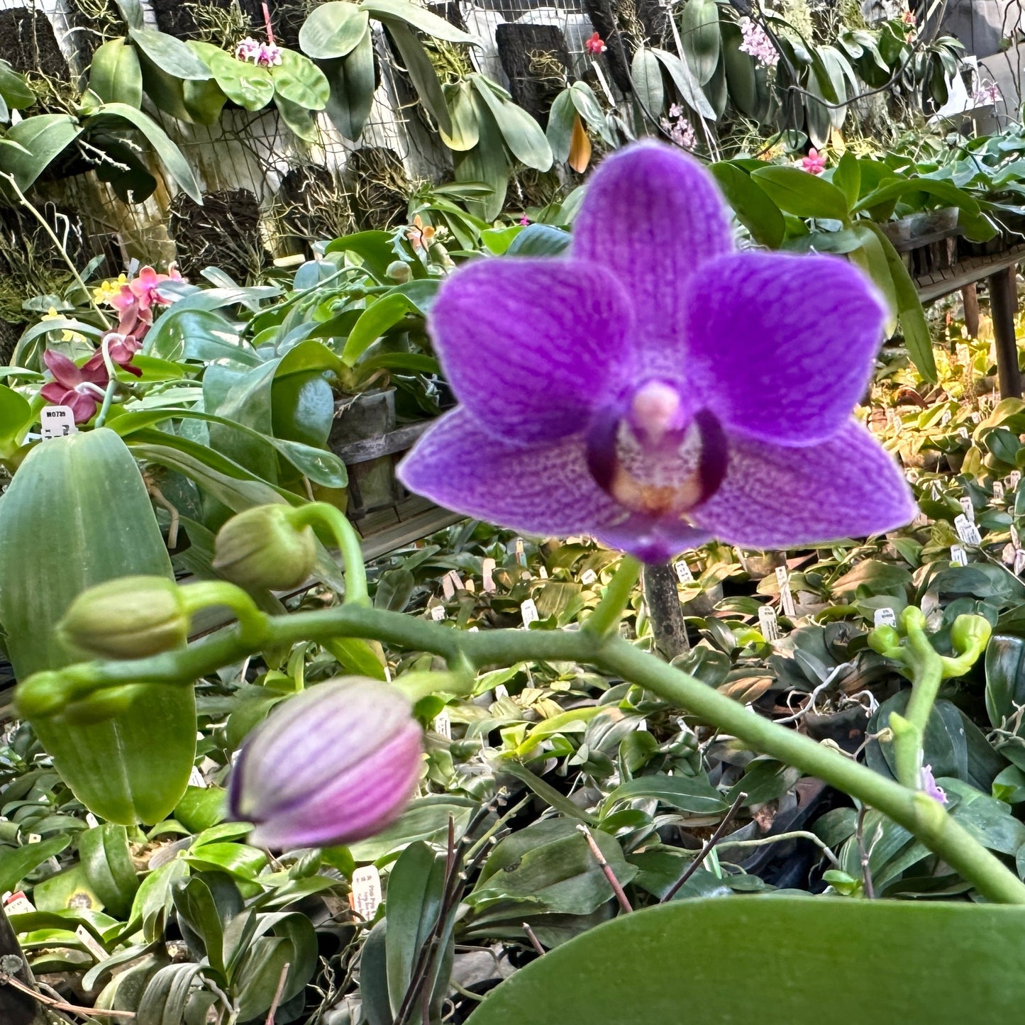 Phalaenopsis Mituo Vivien