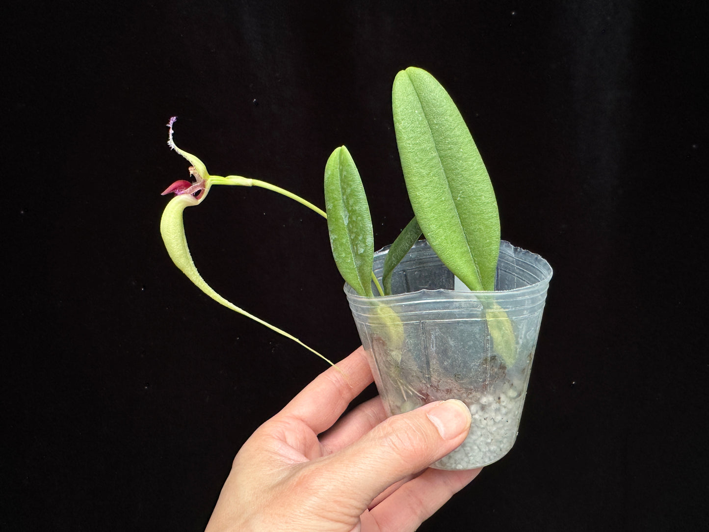 Bulbophyllum fascinator semi-alba 230814
