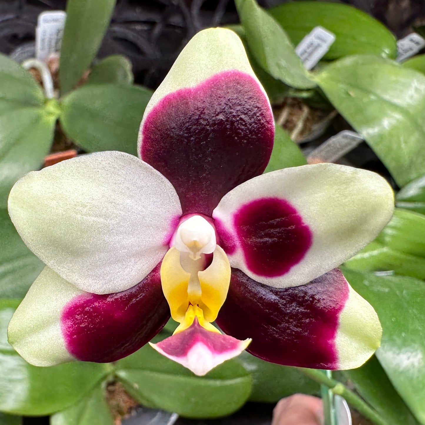 Phalaenopsis FANGtastic Green Envy (clone)