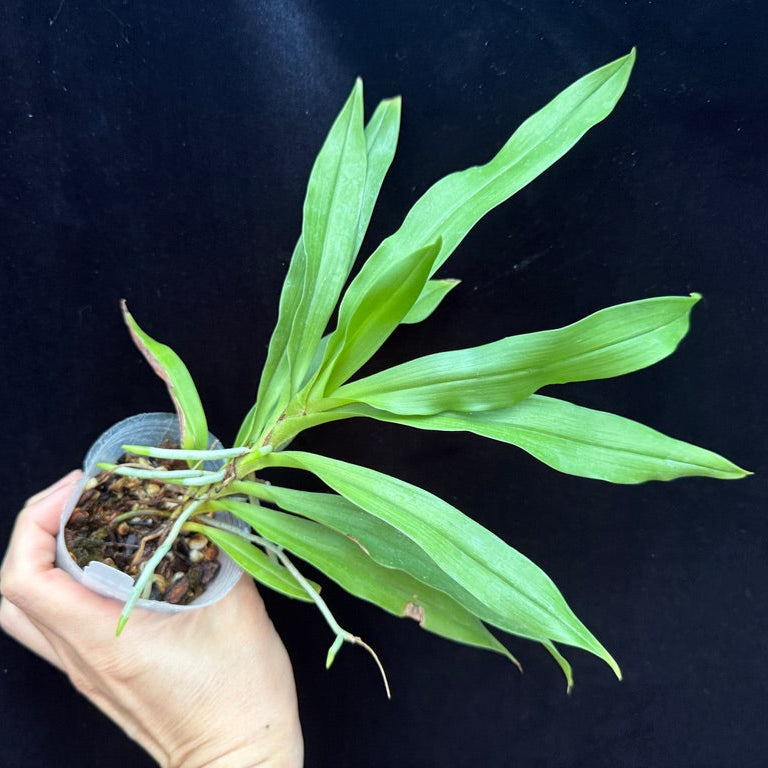 Angraecum calceolus