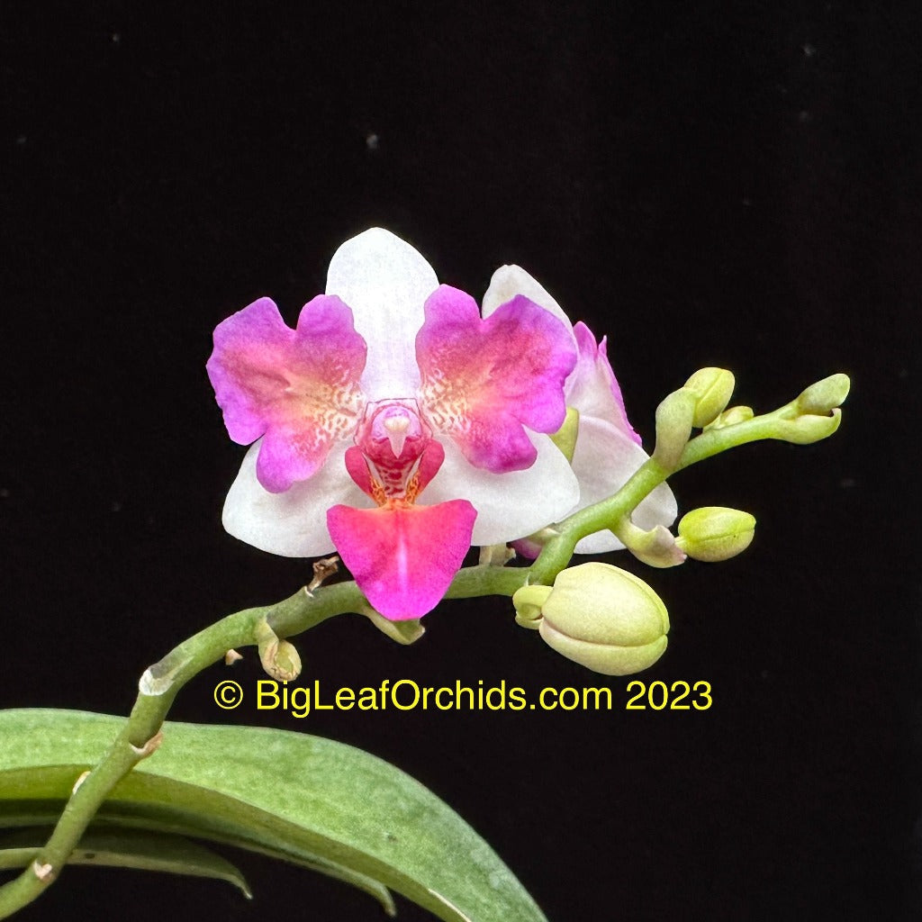 Phalaenopsis Liu's Berry 'Trinity' (Peloric)