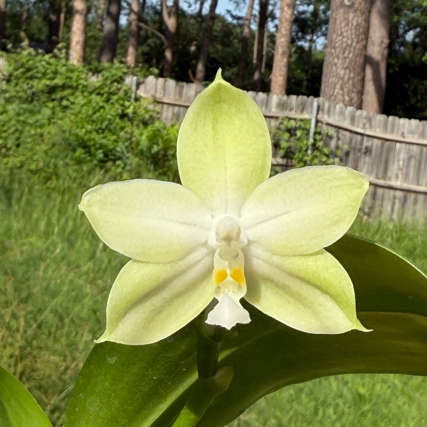 Phalaenopsis Mainshow Pylo - Seed Grown (QA-119)