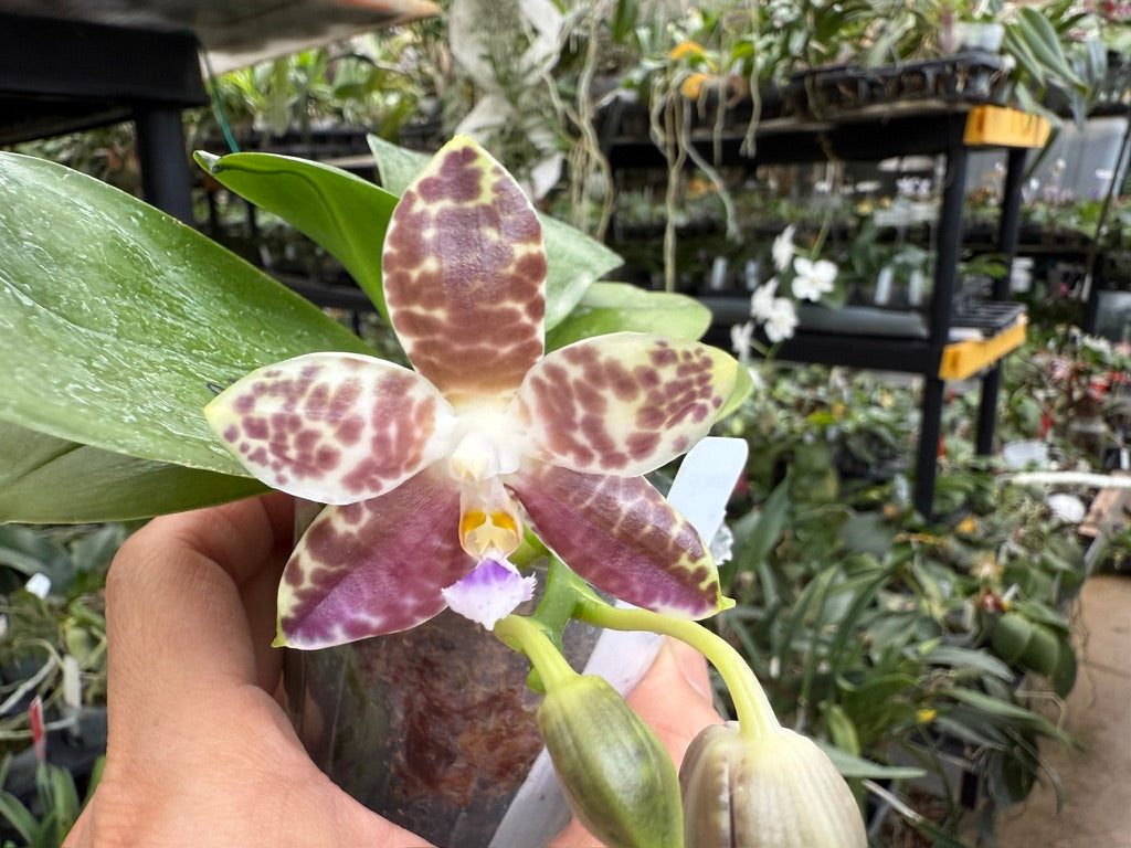 Phalaenopsis Mituo Star Spot 250511 Flowering seed grown